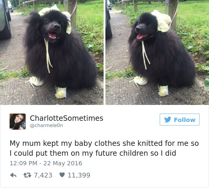 Top 20 best dog tweets "my mum kept my baby clothes she knitted for me so I could put them on my future children so I did"